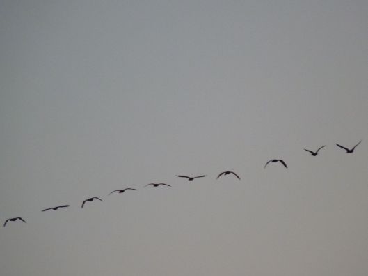 Birds flying over the Nile River, Egypt. December, 2009.