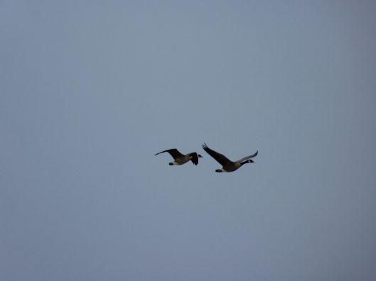 two Canada geese