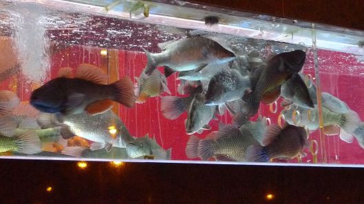 Fishtank in Chinatown