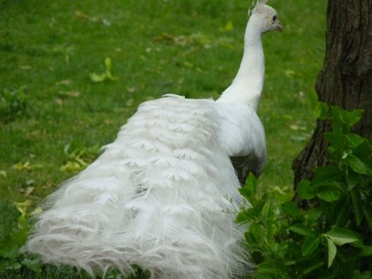 a gorgeous white peacock struts away