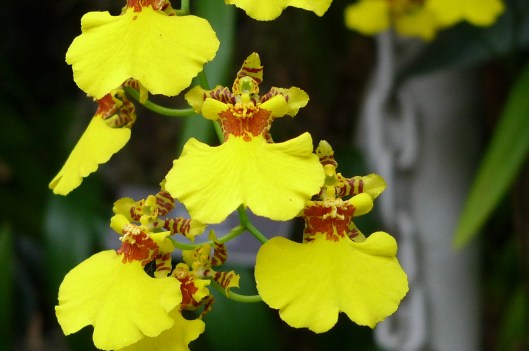 Carmen Miranda Orchids