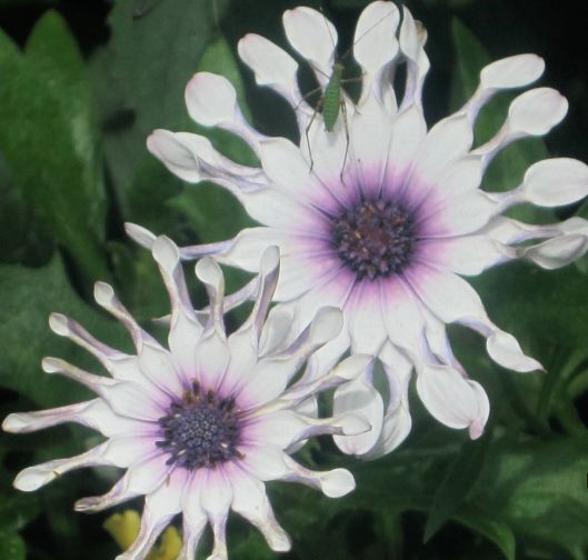 Cricket on white flower.