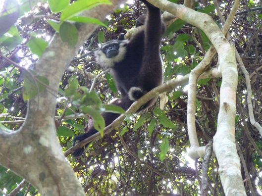 A gibbon watching us watching him.