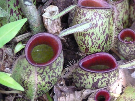 Pitcher plants. Tanjung Puting National Park. Kalimantan. 