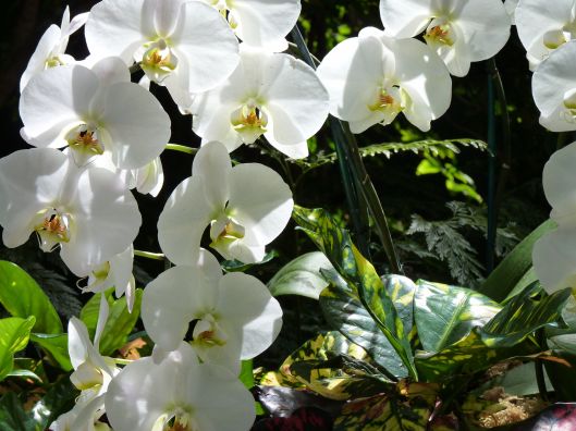 white orchids