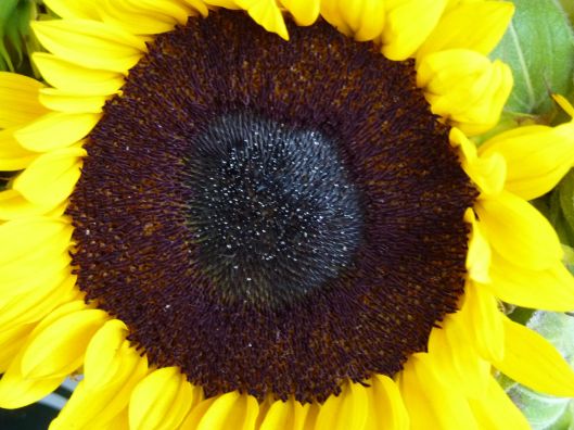 yellow sunflower
