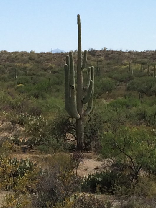 cactus