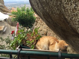 Sleeping cat in Portugal